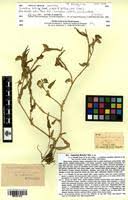 Image result for Commelina kotschyi