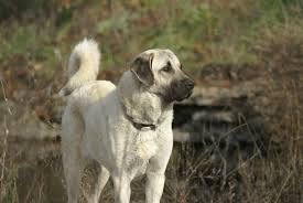 Çobanlara yarenlik yaparak koyun sürülerini kurt ve vahşi hayvanlardan korumuştur. Our Kangal Dogs Evans Mill Cattle Company
