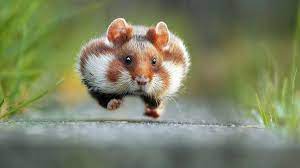 Comedy Wildlife Photography Is The Best Wildlife Photography Funny Wild Animals Comedy Wildlife Photography Funny Animal Photos