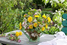 Image result for dipladenie amonea