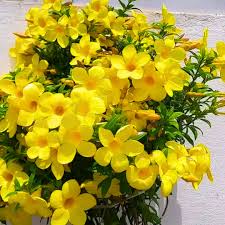 Image result for Allamanda
