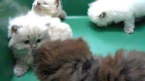 #ehhh walaupun takut kucing, tapi farah tak pernah buat jahat pada kucing tau. Kucing Parsi Penang Youtube