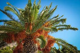 Palm Tree Roots How Deep Are They Are They Problematic Howchimp