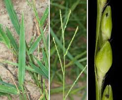 Image result for Urochloa platynota