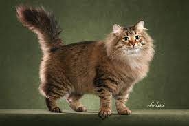 Tica Siberian Standard In Pictures Siberian Forest Cat Cat Breeds Siberian Cat