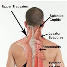 Upper back muscles in the human body. Upper Trapezius And Splenius Capitis Massage The Entire Back Of The Neck Towards Your Ears With Your Tennis Ball You Will Get Both Of These Muscles Exercise How To Workout Trainer