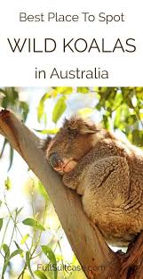 Kennett River Koala Walk Best Place To Spot Wild Koalas In Australia With Images Australia Travel