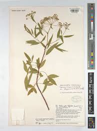 Image result for Heteromorpha stenophylla