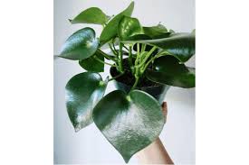 Maybe you would like to learn more about one of these? The Complete Guide To Peperomia Polybotrya Care And Propagation Raindrop Peperomia Plant My Home