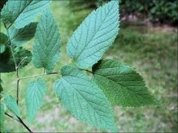 It serves as a shade tree and is also used for many people mistake the hackberry for its cousin the american elm. Hackberry Natural Resource Stewardship