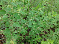 Image result for Phyllanthus maderaspatensis