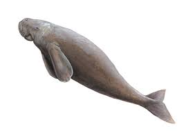 The dugong (dugong dugon) is a large mammal that lives its whole life in the sea. Adw Dugong Dugon Information
