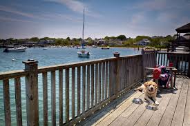 Top 2 best dog groomers in nantucket ma | angi angie's list angie's list is now angi. The 18 Best Dog Friendly Beaches In The U S Part 1the World S Greatest Vacations