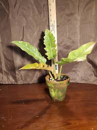 Excited To Share The Latest Addition To My Etsy Shop Philodendron Ring Of Fire Aka Philodendron Caramel Marble Aka Tiger Philodendron Plant Sale Plant Care