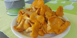 Man unterscheidet pilze in den kategorien wildpilze und zuchtpilze (z.b. Pfifferlinge Das Gold Der Waldes Viele Infos Und Zahlreiche Rezepte