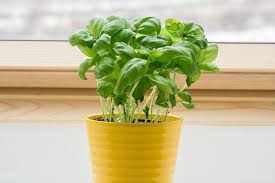 Put your cuttings in vases or jars of water until roots form. How To Grow Basil