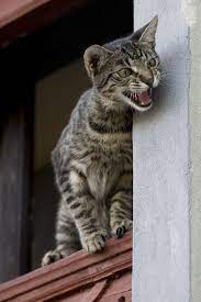 It could be the 'wrong' kind of litter for that cat. Separation Anxiety In Cats When A Smelly Surprise Means Kitty Loves You Dr Sophia Yin