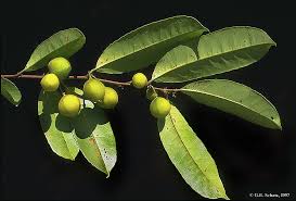 Image result for Paropsia