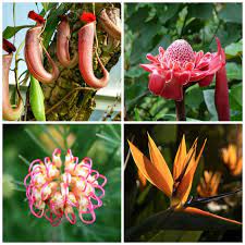 Unlike many rare items that hobbyists seek, you don't need a fat wallet to add uncommon flowering specimens to your garden collection. Unusual Flowers Exotic Rare And Not Often Seen Specimens