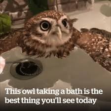 He'll stay about ten or fifteen minutes, and sometimes he gets down walking along in the grass. brown has captured a whole series of photographs of the baths—complete with titles. 25 Best Taking A Bath Memes Bathe Memes Baths Memes Take Memes