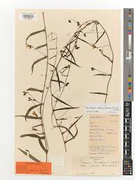 Image result for Xenostegia alatipes