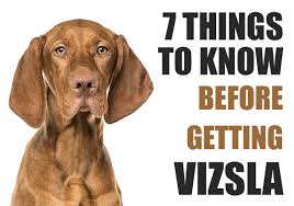 As a guideline, use a minimum of 5 minutes for each month in age, up to twice per day or as needed. 7 Things To Know Before Getting A Vizsla Puppy