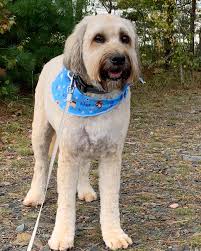 Profile for JordietheWhoodle