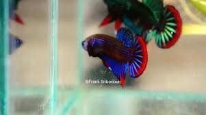 Ada 20 gudang lagu franks bettas terbaru, klik salah satu untuk download lagu mudah dan cepat. Aquariums Blue Betta Imbellis Hes About 1 2 Inches So Still Very Young But Has Got His Dads Attitude For Sure Haha Flake Food