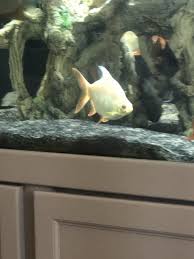 For Sale Group 4 Albino Shortbody Tinfoil Barb Monsterfishkeepers Com 15 monster size albino tinfoil. 4 albino shortbody tinfoil barb
