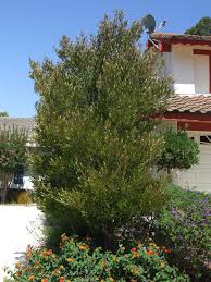 Image result for Dodonaea