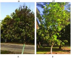The Effect Of Cidely Top Treatments On Mango Trees Cv Sindhri Download Scientific Diagram
