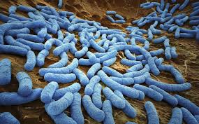 Check spelling or type a new query. How Long Do Germs Live Outside The Body