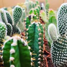 For more landscaping ideas and design tips, head to domino. Cactus Succulents Driftwood Garden Center