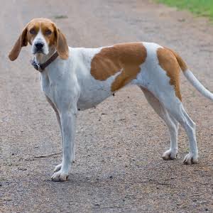 Foxhound English Fox Hunting Dogs American Foxhound English Hunting Dogs Hunters American Foxhound