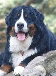 Bernese Mountain Dogs Panosundaki Pin
