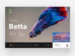 There is certainly something in angling that tends to produce serenity of mind. Betta Designs Themes Templates And Downloadable Graphic Elements On Dribbble