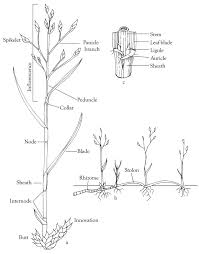 Image result for Panicum pectinellum