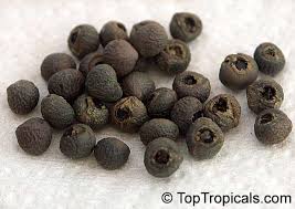 Image result for Pavetta sp. F