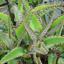 Image result for Kalanchoe daigremontiana