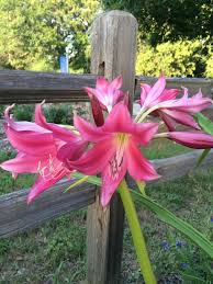 512 w division st, arlington, tx, 76011. Garden Sense Cannas Are Old Fashioned Plants With New Possibilities Theeagle Com