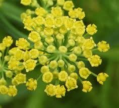 Image result for Anethum