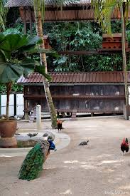 Maybe you would like to learn more about one of these? Avillion Port Dickson I Come I See I Hunt And I Chiak