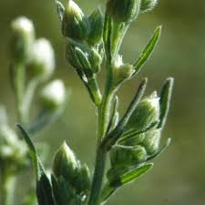 Image result for Eschenbachia stricta