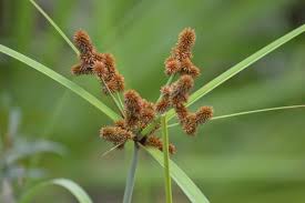 Image result for Cyperus deciduus