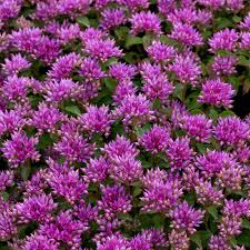 Image result for Sedum glomerifolium