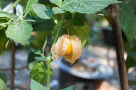Die sträucher können regelmäßig durchgepflückt werden. Physalis Die Frucht Pflanzen Ernten Plantura