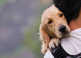 Vorraussetzung dafür ist allerdings, dass das tier nicht an einer meldepflichtigen tierkrankheit gestorben ist. Tipps Vom Rechtsanwalt Wie Darf Man Tiere Begraben Easy Dogs