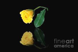 Yellow Rose Bud Reflection By Janette Boyd Yellow Roses Rose Buds Planting Roses