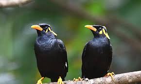 Burung Beo - Website Hutan Kota Langsa
