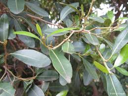 Image result for Apodytes dimidiata